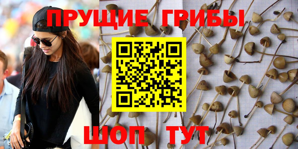 Назрань  Галлюциногенные грибы Cubensis  Галлюциногенные грибы мицелий  Вход с VPN 